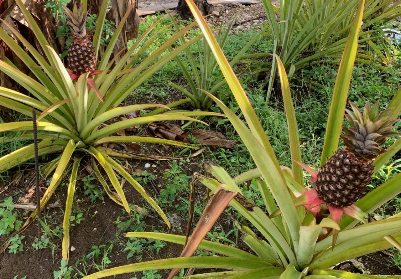 Green Queendom Farm And Lodging Oracabessa Luaran gambar